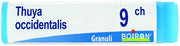 Thuya occ 9ch gl