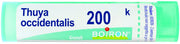 Thuya occ 200k gr