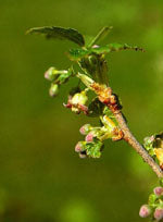 Msa ribes nigrum 50 ml