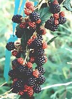 Msa rubus fructicosu 50 ml