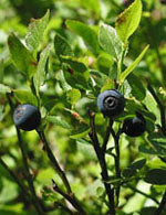 Tsa vaccinium myrtillus 50 ml