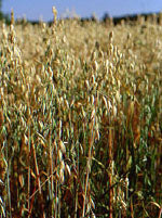 Tsa avena sativa 50 ml