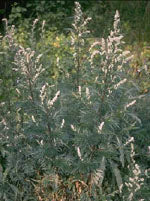 Tsa artemisia vulgaris 50 ml
