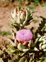 Tsa cynara scolymus 50 ml