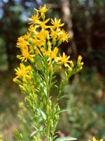 Tsa solidago virgaurea 50 ml