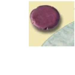 Mini sacca per urostomia alterna mio uro con multichamber uro minicap misura foro 50mm capacita' 100ml 30 pezzi articolo 28080