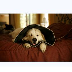Comfy cone collare elisabettiano innovativo m diametro 20 cm