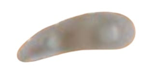 Cuscinetto orione g114 3 anelli per dita a martello destro misura unica