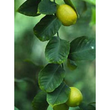 MSA CITRUS LIMONUM 50ML