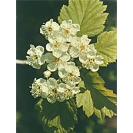 TSA CRATAEGUS OXYCANTHIA 50ML