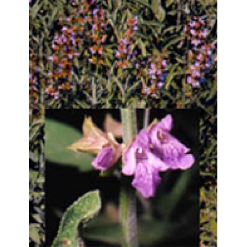 TSA SALVIA OFFICINALIS 50ML